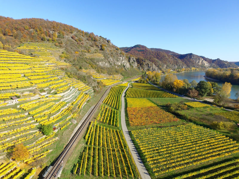 Weinlandschaft Wachau