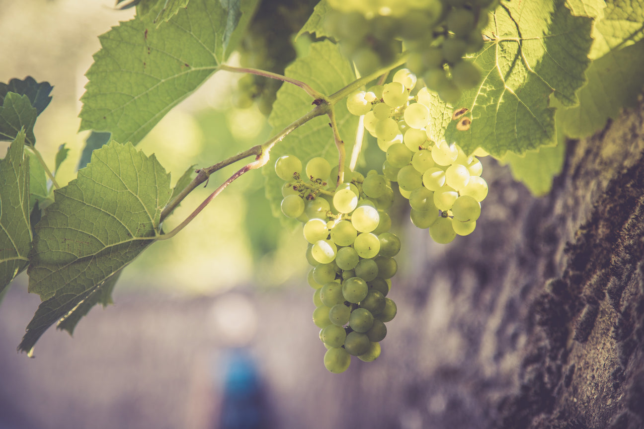Grüner Veltliner: Die Wichtigste Weißweinsorte Österreichs