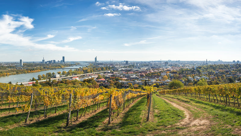 Weinlandschaft Wien Blick